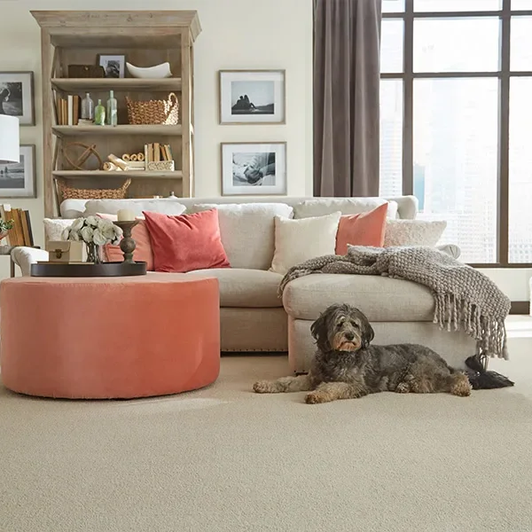 Dog laying a plush carpet in modern living room